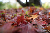 FE 16-25 มม. F2.8 G (SEL1625G) 8